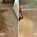 a carpet being cleaned professionally using a high-pressure hot water extraction system.