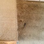 A professional carpet cleaner uses steam cleaning equipment to completely clean a light-colored carpet in a living room, removing dirt and stains to reveal a refreshed and revitalised carpet.